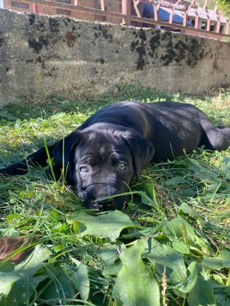 Cane Corso