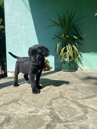 Cane Corso