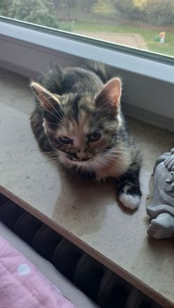 2 Kitten 12 Wochen abzugeben