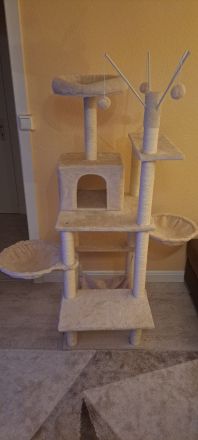 2 Kitten 12 Wochen abzugeben