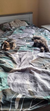 2 Kitten 12 Wochen abzugeben