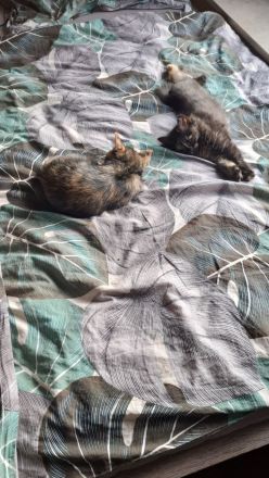 2 Kitten 12 Wochen abzugeben