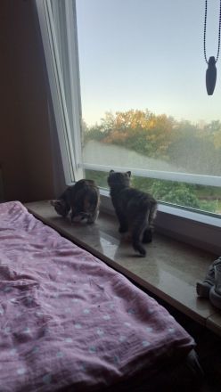 2 Kitten 12 Wochen abzugeben