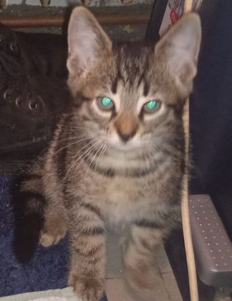 Mischling Katzen Baby