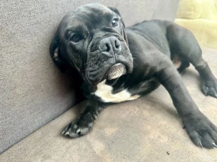 Entdecken Sie die Zauberhafte Welt der Oeb Welpen Liebevolle begleiter fürs leben suchen ein Zuhause