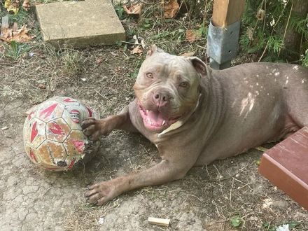 Entdecken Sie die Zauberhafte Welt der Oeb Welpen Liebevolle begleiter fürs leben suchen ein Zuhause