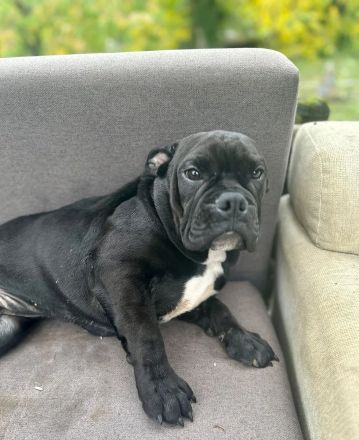 Entdecken Sie die Zauberhafte Welt der Oeb Welpen Liebevolle begleiter fürs leben suchen ein Zuhause