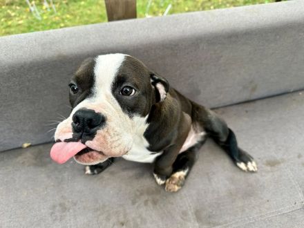 Entdecken Sie die Zauberhafte Welt der Oeb Welpen Liebevolle begleiter fürs leben suchen ein Zuhause