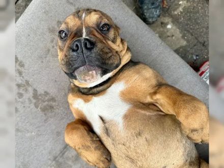 Entdecken Sie die Zauberhafte Welt der Oeb Welpen Liebevolle begleiter fürs leben suchen ein Zuhause