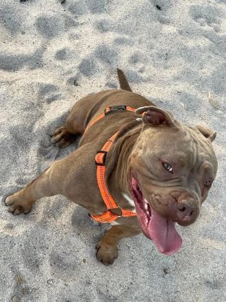 Entdecken Sie die Zauberhafte Welt der Oeb Welpen Liebevolle begleiter fürs leben suchen ein Zuhause