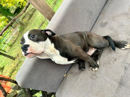 Entdecken Sie die Zauberhafte Welt der Oeb Welpen Liebevolle begleiter fürs leben suchen ein Zuhause