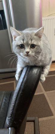 Reinrassige BKH Katzen