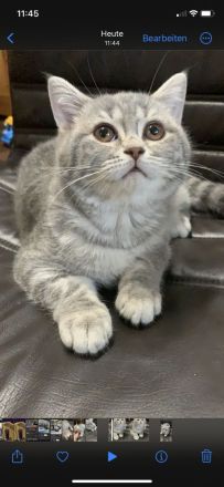 Reinrassige BKH Katzen