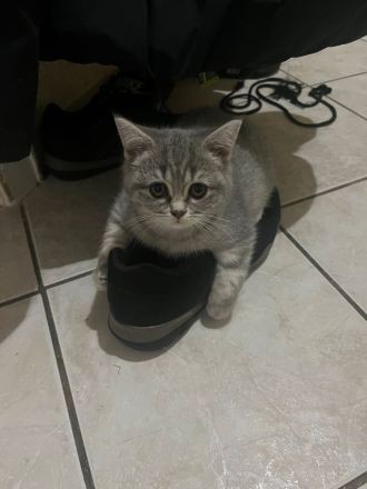 Reinrassige BKH Katzen