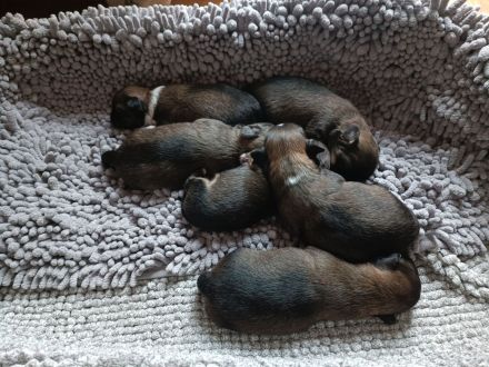 5 Pekinesen Mischlinge zu verkaufen