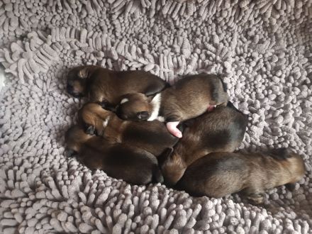 5 Pekinesen Mischlinge zu verkaufen