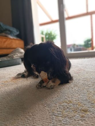 5 Pekinesen Mischlinge zu verkaufen