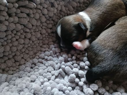 5 Pekinesen Mischlinge zu verkaufen