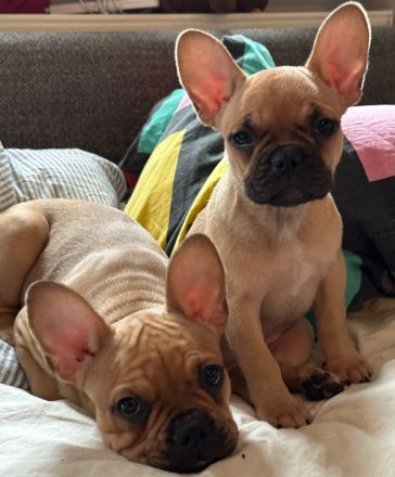 Französische Bulldoggen Welpen-*Noch 1 Welpe vorhanden*