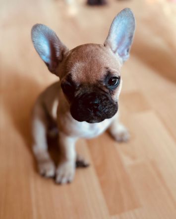 Französische Bulldoggen Welpen-*Noch 1 Welpe vorhanden*