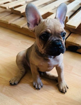 Französische Bulldoggen Welpen-*Noch 1 Welpe vorhanden*