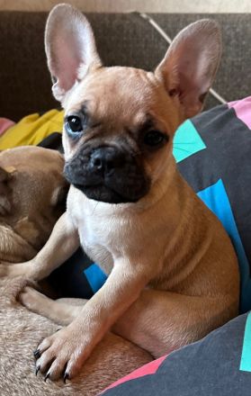 Französische Bulldoggen Welpen-*Noch 1 Welpe vorhanden*