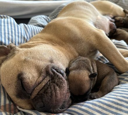 Französische Bulldoggen Welpen-*Noch 1 Welpe vorhanden*