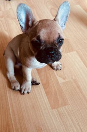 Französische Bulldoggen Welpen-*Noch 1 Welpe vorhanden*