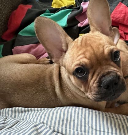 Französische Bulldoggen Welpen-*Noch 1 Welpe vorhanden*