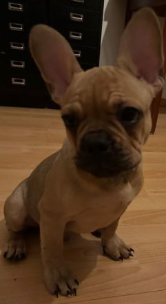 Französische Bulldoggen Welpen-*Noch 1 Welpe vorhanden*