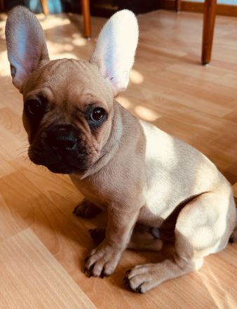 Französische Bulldoggen Welpen-*Noch 1 Welpe vorhanden*