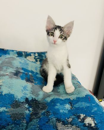 Reinrassige Türkisch Angora Katze ( Kitten ) mit Stammbaum sucht ein liebevolles Zuhause