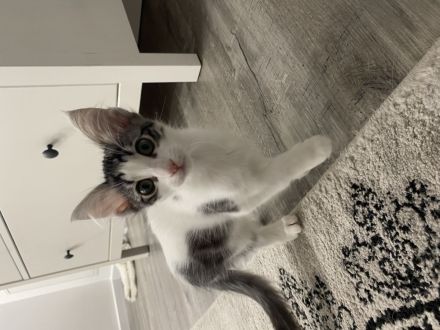 Reinrassige Türkisch Angora Katze ( Kitten ) mit Stammbaum sucht ein liebevolles Zuhause