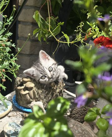 Whiskaskatze,.Stammbaum,gechip , Gesundheit8szeugnis