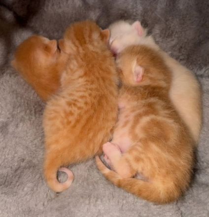 BKH kitten Stammbaum, geimpft gechipt Gesundheitszeugnis