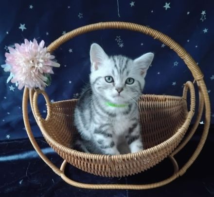 Whiskaskatze,.Stammbaum,gechip , Gesundheit8szeugnis