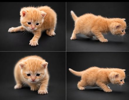 BKH kitten Stammbaum, geimpft gechipt Gesundheitszeugnis