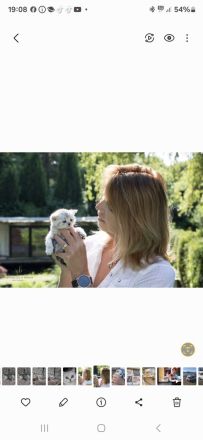 Whiskaskatze,.Stammbaum,gechip , Gesundheit8szeugnis