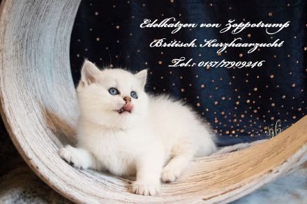 Whiskaskatze,.Stammbaum,gechip , Gesundheit8szeugnis