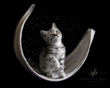 Whiskaskatze,.Stammbaum,gechip , Gesundheit8szeugnis