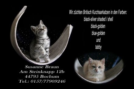 Whiskaskatze,.Stammbaum,gechip , Gesundheit8szeugnis