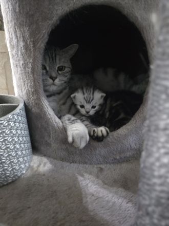 Whiskaskatze,.Stammbaum,gechip , Gesundheit8szeugnis