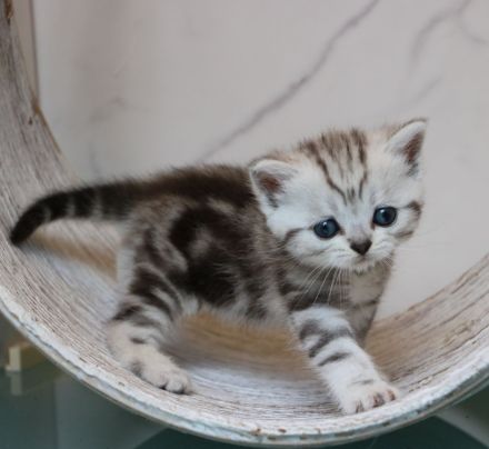 Whiskaskitten  mit Stammbaum