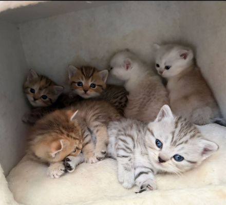 BKH kitten Stammbaum, geimpft gechipt Gesundheitszeugnis