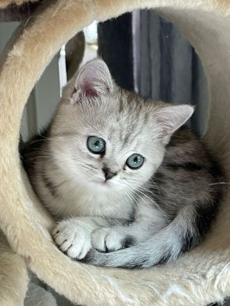 Whiskaskatze,.Stammbaum,gechip , Gesundheit8szeugnis