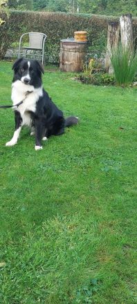 TYSON SUCHT ZUHAUSE MIT HUNDEERFAHRUNG