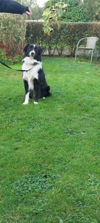 TYSON SUCHT ZUHAUSE MIT HUNDEERFAHRUNG