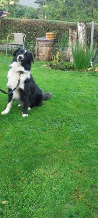 TYSON SUCHT ZUHAUSE MIT HUNDEERFAHRUNG