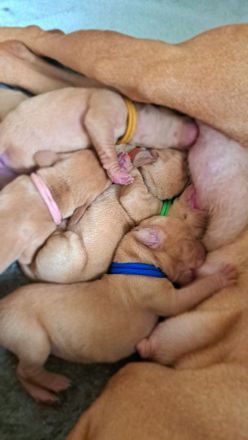 Magyar Vizsla Wurfplanung zum WInterquartal 2026