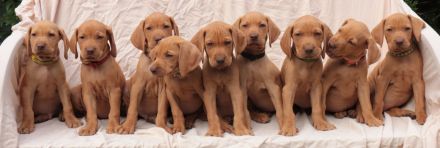 Magyar Vizsla Wurfplanung zum April 2026